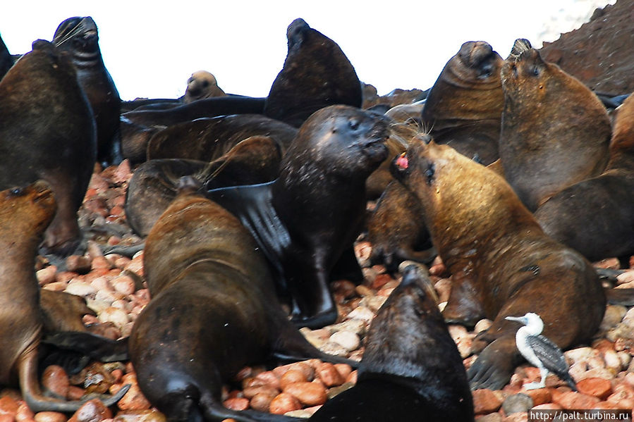 Любопытство не лечится Острова Бальестас Национальный Резерват, Перу