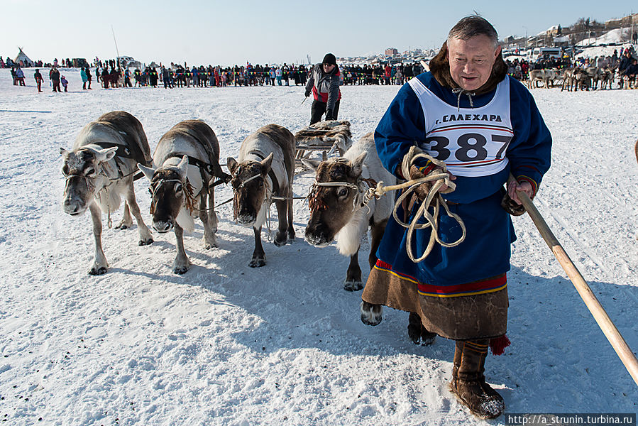 Лучший праздник года — день оленевода!.. Салехард, Россия