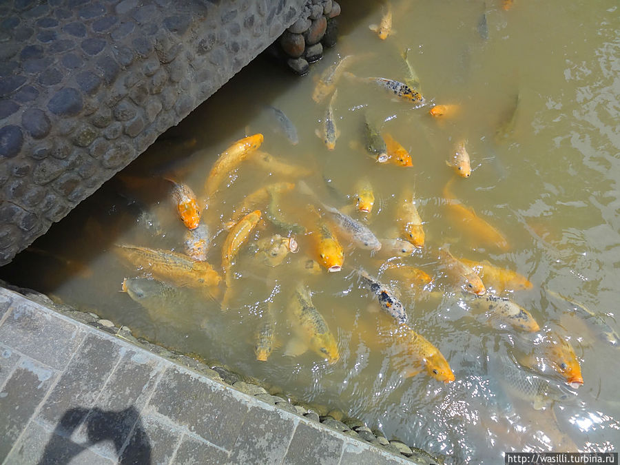 Разведение карпов. Разведение карпов.