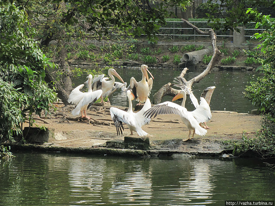 Зоопарк Гуанджоу Гуанчжоу, Китай