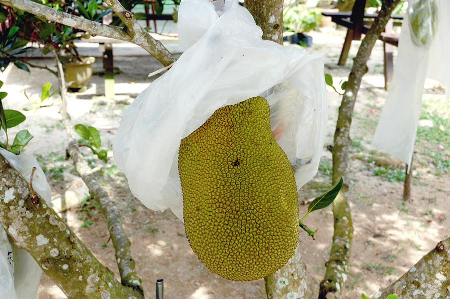 Ферма тропических фруктов Пинанг остров, Малайзия