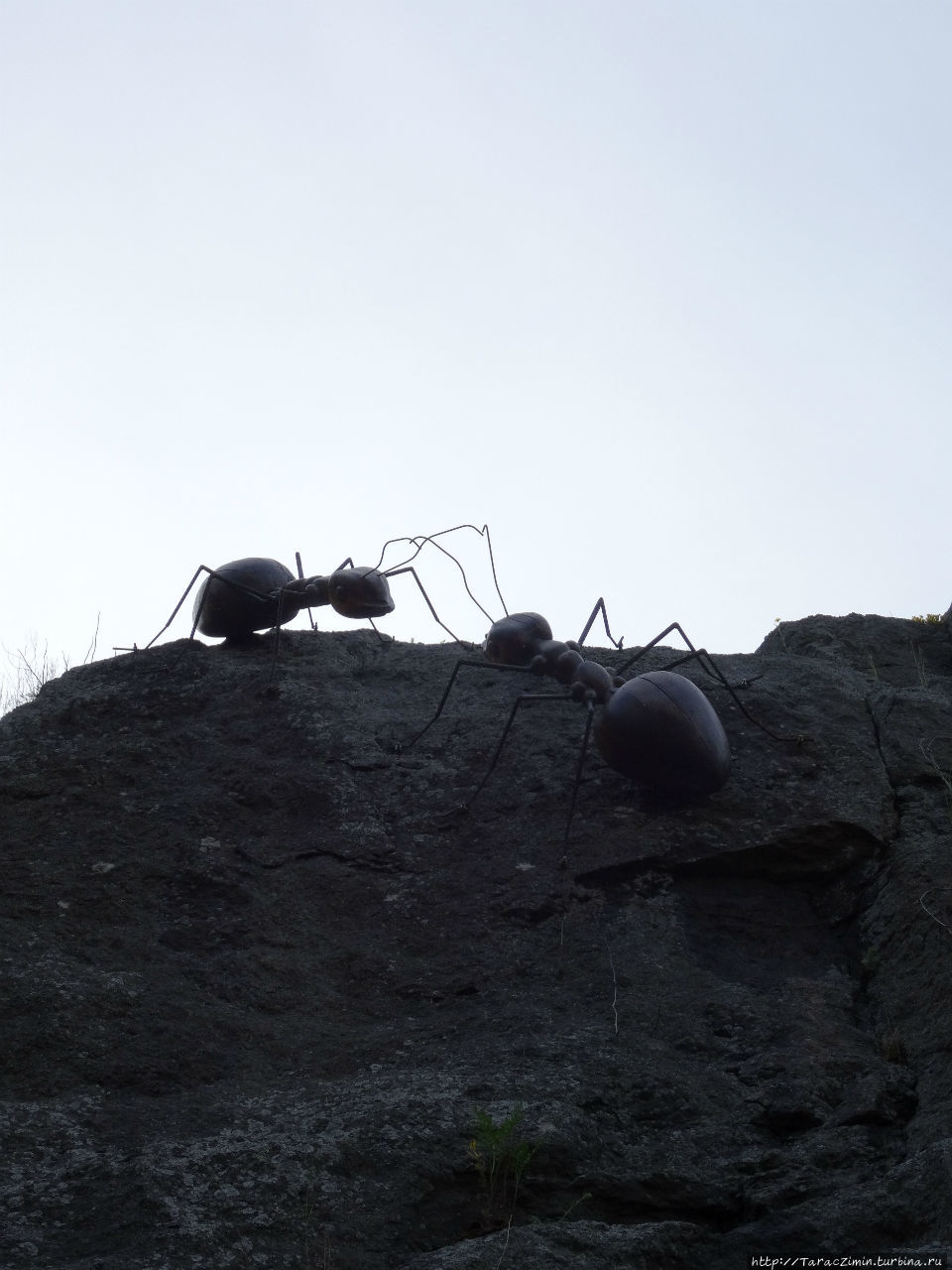 Котка. Муравьи Котка, Финляндия Котка. Муравьи Котка, Финляндия