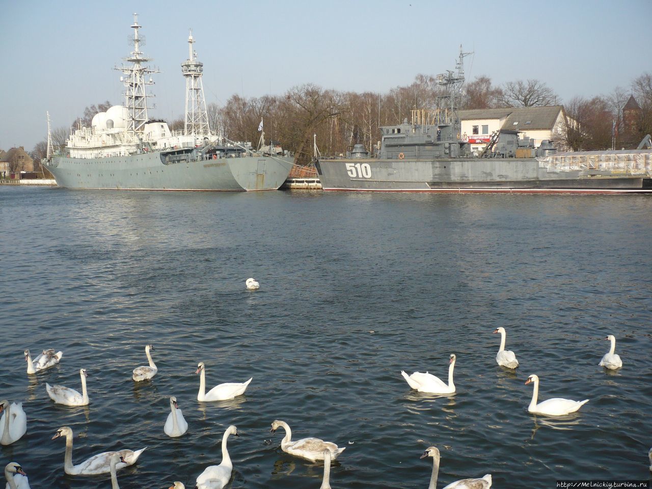 Белоснежные лебеди на фоне боевых кораблей Балтийск, Россия
