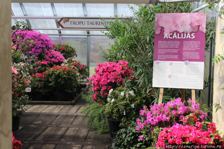 Цветное чудо Рига, Латвия Цветное чудо Рига, Латвия