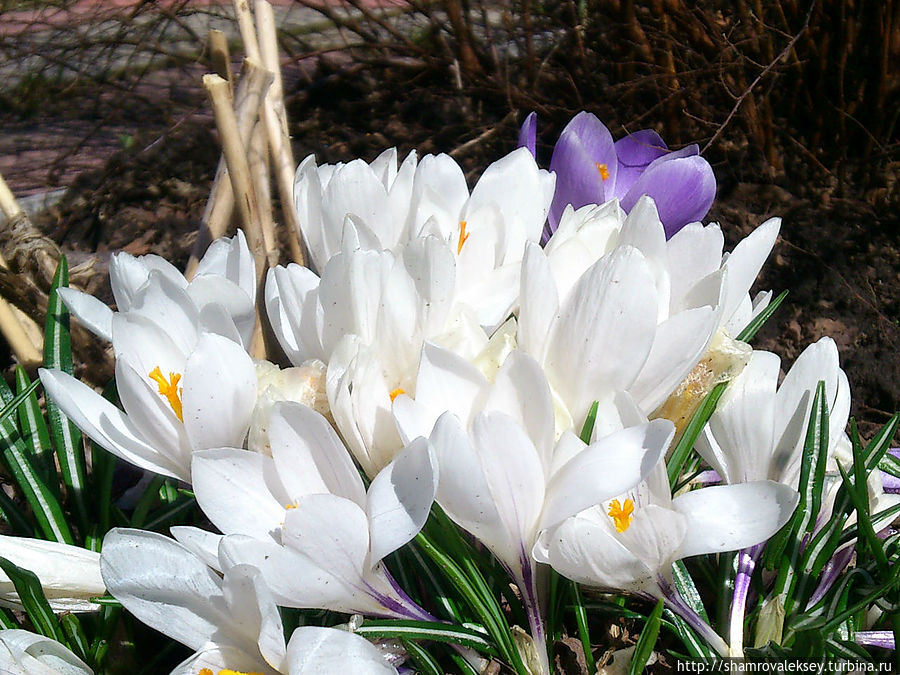 Первые тюльпаны к Первомаю! Санкт-Петербург и Ленинградская область, Россия Первые тюльпаны к Первомаю! Санкт-Петербург и Ленинградская область, Россия