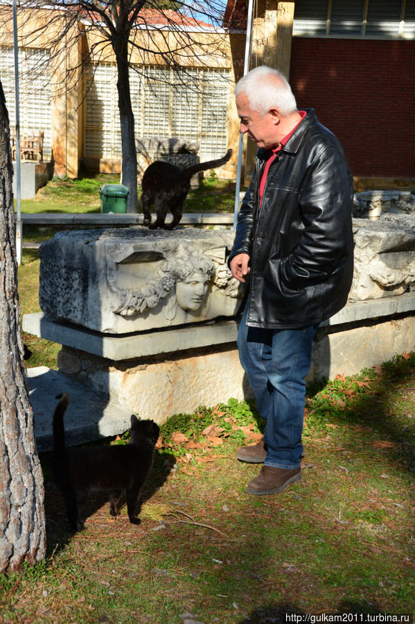 огромное количество черных дружелюбных котов:) Эгейский регион, Турция