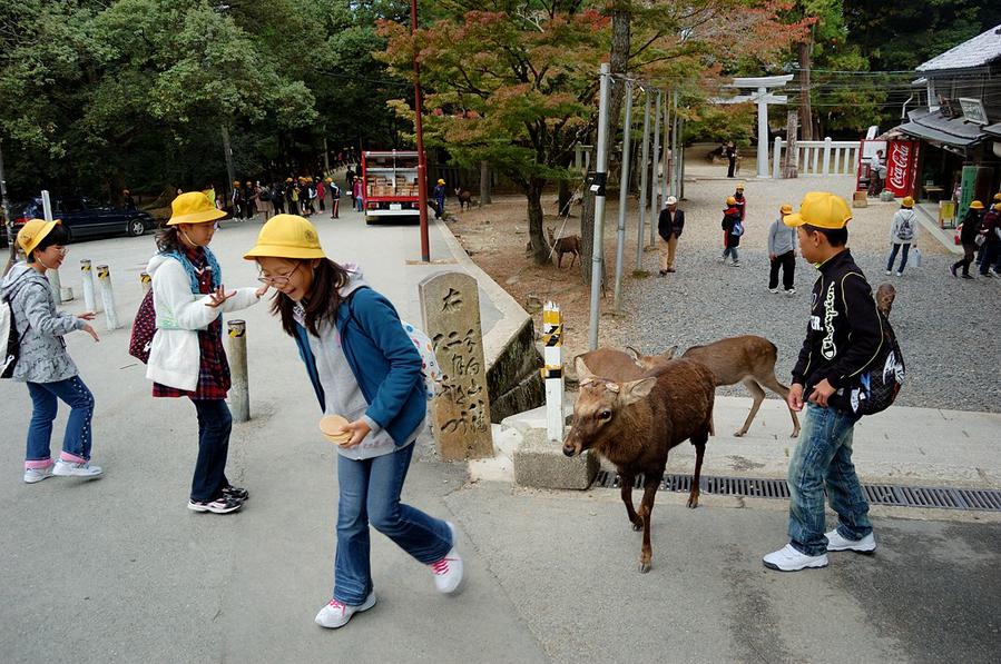 Нара: Храмы в окружении оленей Нара, Япония