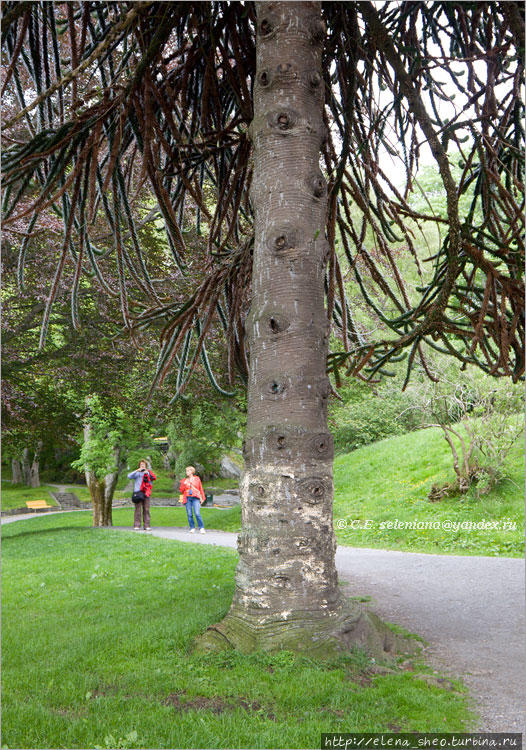 16. Здесь растут экзотические деревья. Олесунн, Норвегия