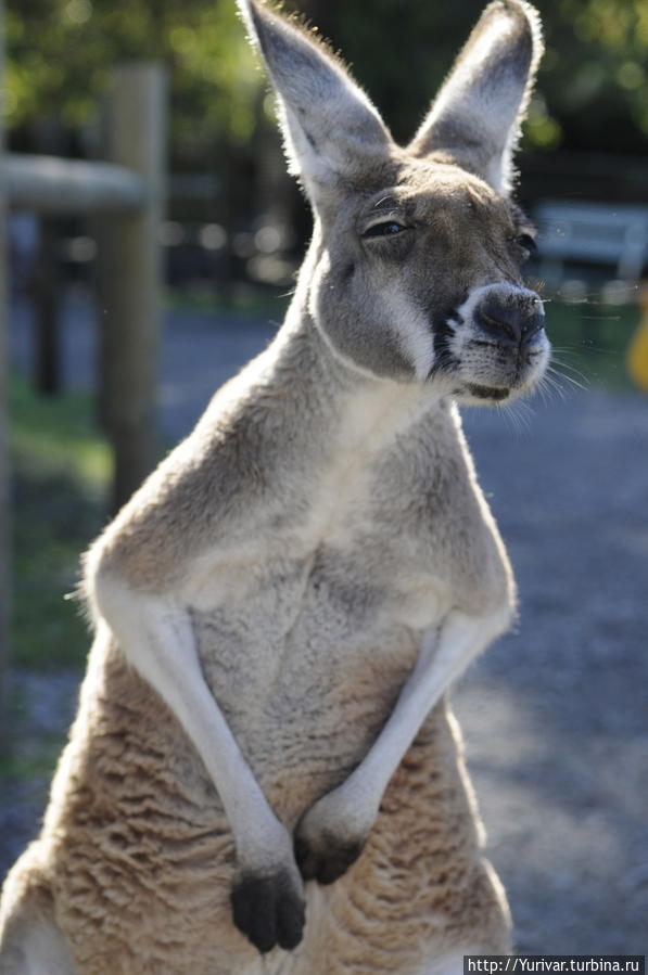 Кенгуру можно встретить везде Маргарет-Ривер, Австралия
