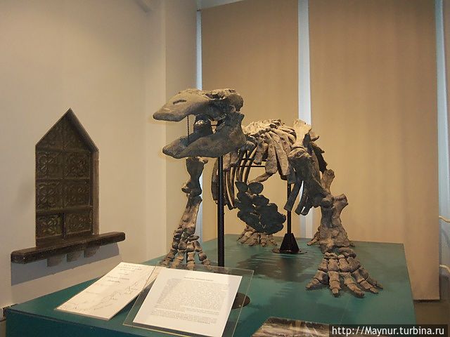 Десмостилюс.Морское древнее млекопитающее. Найден на Сахалине. Десмостилюс.Морское древнее млекопитающее. Найден на Сахалине.