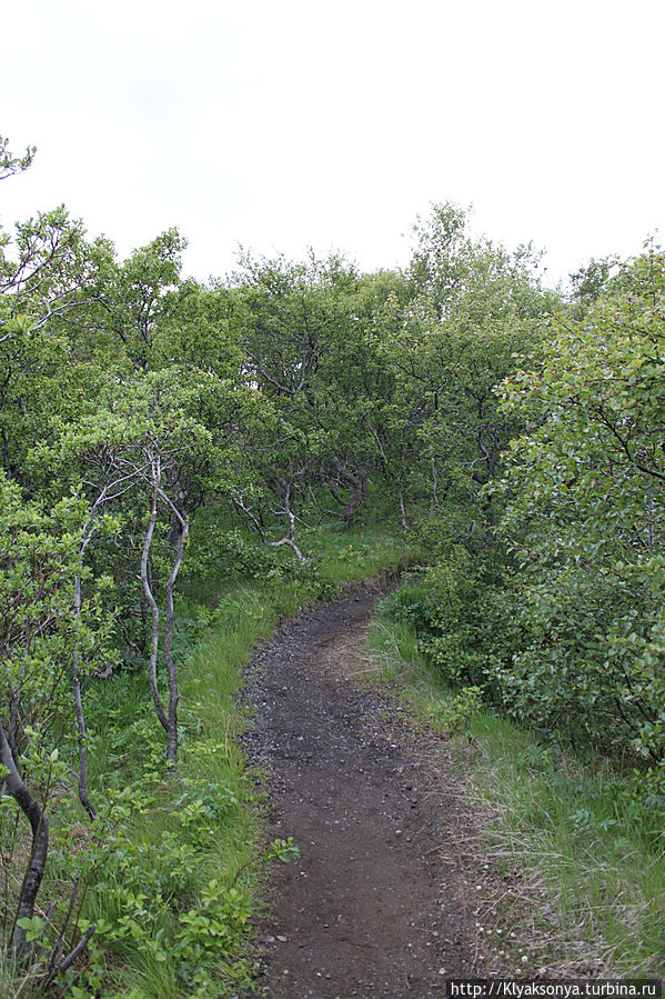 Тропинка сквозь березовый лес Тропинка сквозь березовый лес