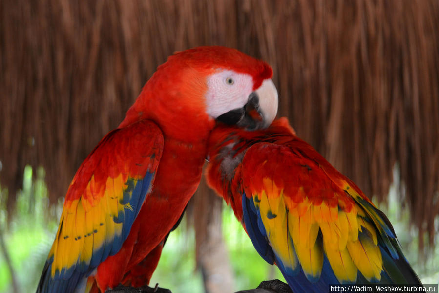 Попугаи ара Штат Кинтана-Роо, Мексика