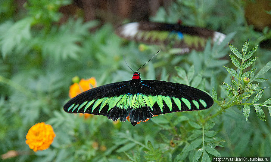 Сад бабочек Танах-Рата, Малайзия