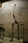 Скелет нелетающей птицы МОА. Голоцен. Новая Зеландия.