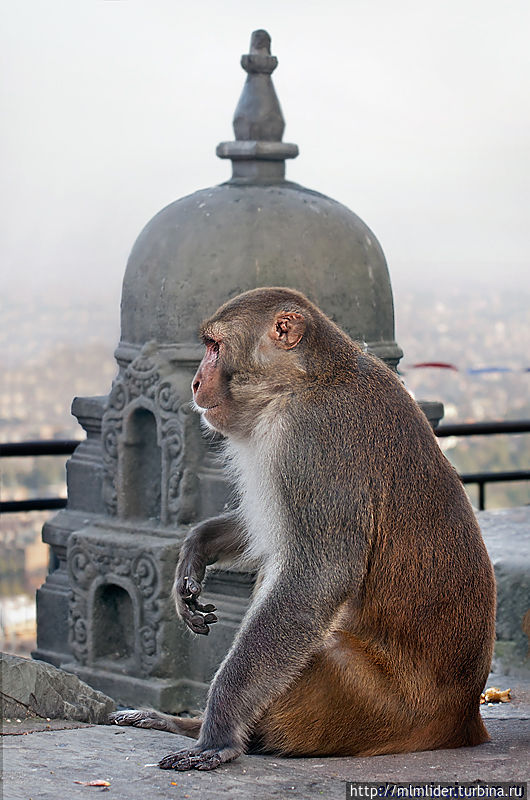 Обезьянья Ступа в Катманду Обезьянья Ступа в Катманду