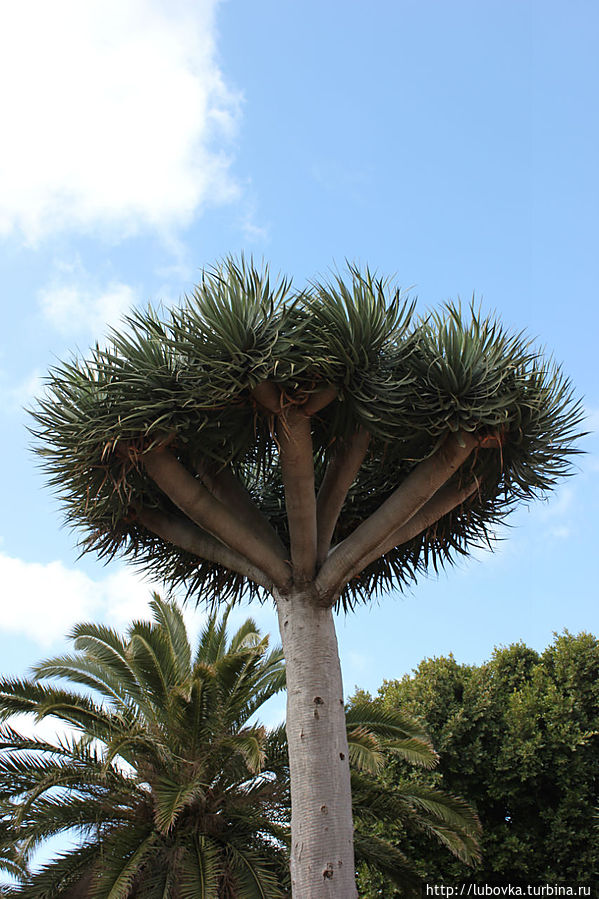 Драконово дерево (Dracaena draco) в  городе  Ла Лагуна. Икод-де-лос-Винос, остров Тенерифе, Испания