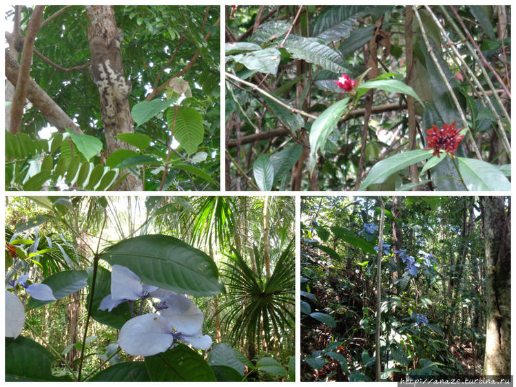 Растения джунглей Амазонк