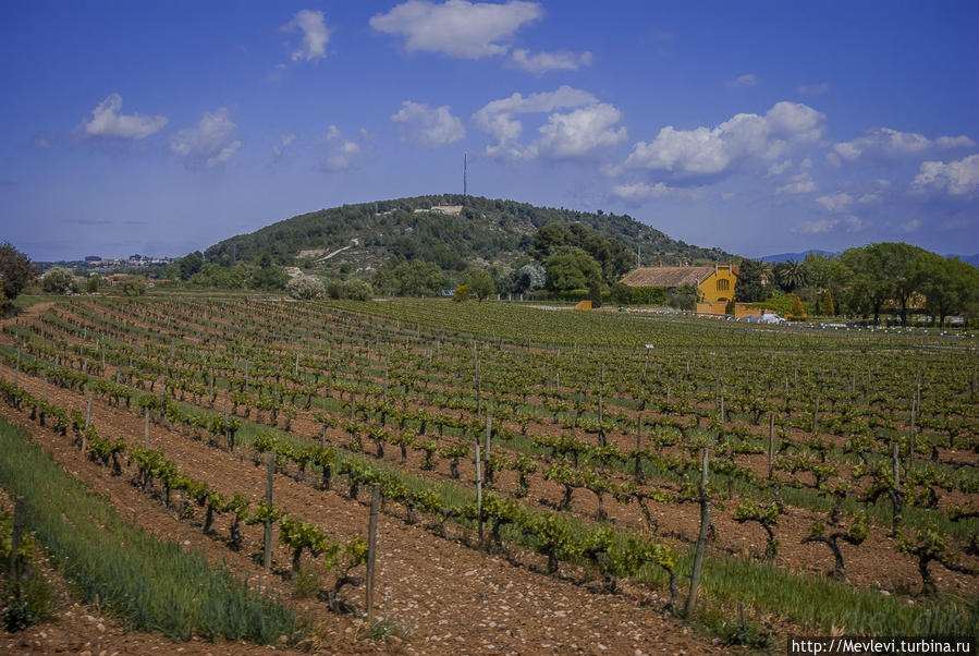 Виноградники Торрес в Испании Испания