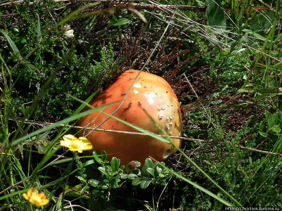 Грибам — место в блоге Ишгль, Австрия Грибам — место в блоге Ишгль, Австрия