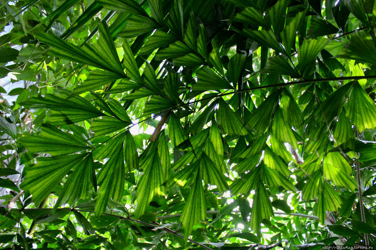 Или вот такая красавица — австралийская пальма Лисий хвост (водиетия, на снимке — wodyetia bifurcata). Можно попробовать вырастить в горшке, если высота потолков позволяет — всего-то надо хотя-бы метров этак шесть. Санкт-Петербург, Россия