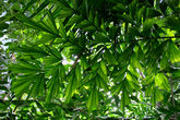 Или вот такая красавица — австралийская пальма Лисий хвост (водиетия, на снимке — wodyetia bifurcata). Можно попробовать вырастить в горшке, если высота потолков позволяет — всего-то надо хотя-бы метров этак шесть.