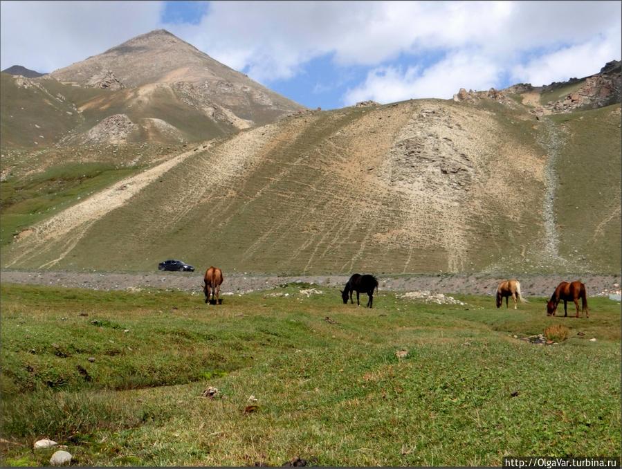 Для выпаса скота пригодна площадь порядка 300 тысяч гектар Чуйская область, Киргизия