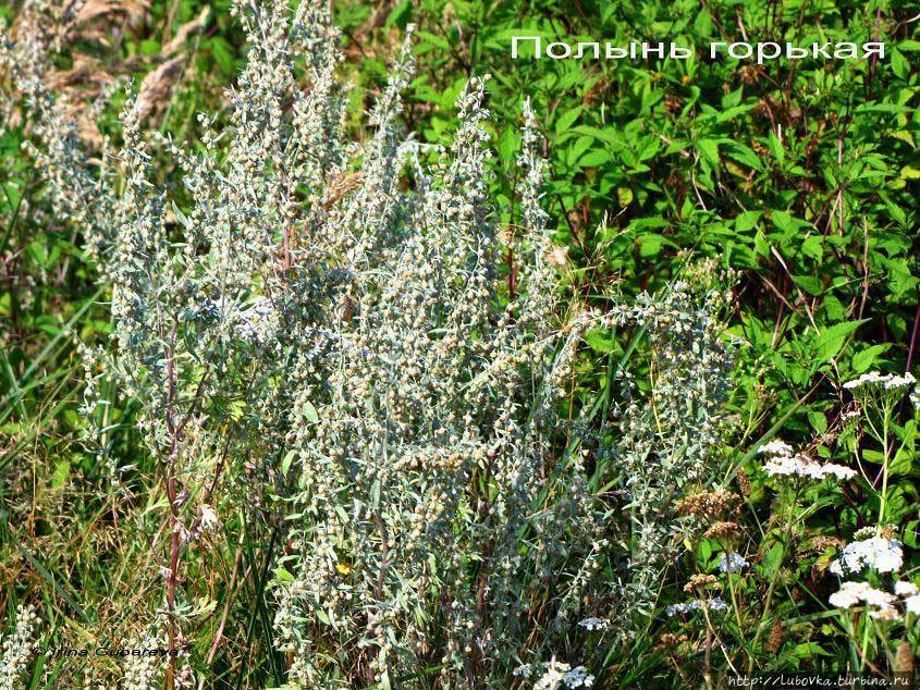 Зелёная Фея Чехии Прага, Чехия Зелёная Фея Чехии Прага, Чехия