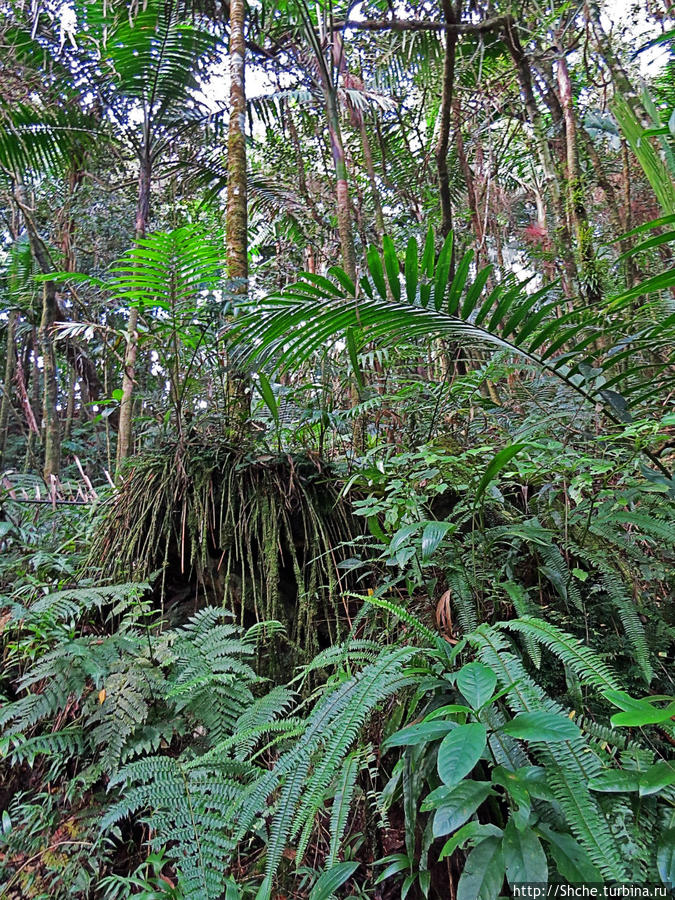 Тропа Больших деревьев (Big Tree Trail) Эль Юнке Национальный Лес, Пуэрто-Рико