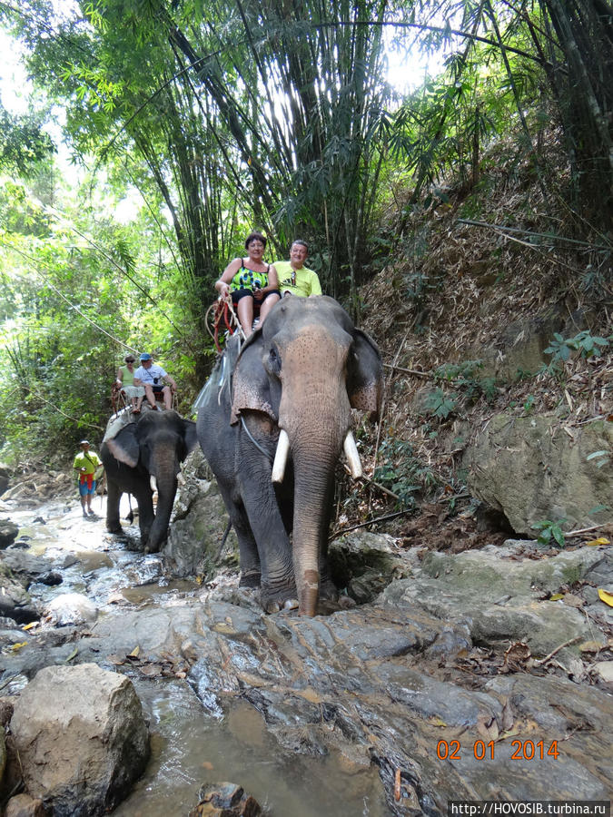 Прогулка по джунглям на слонах Остров Пхукет, Таиланд