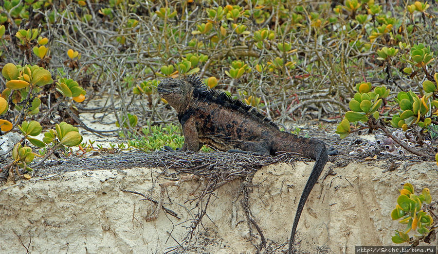 морская игуана Галапагосские острова, Эквадор