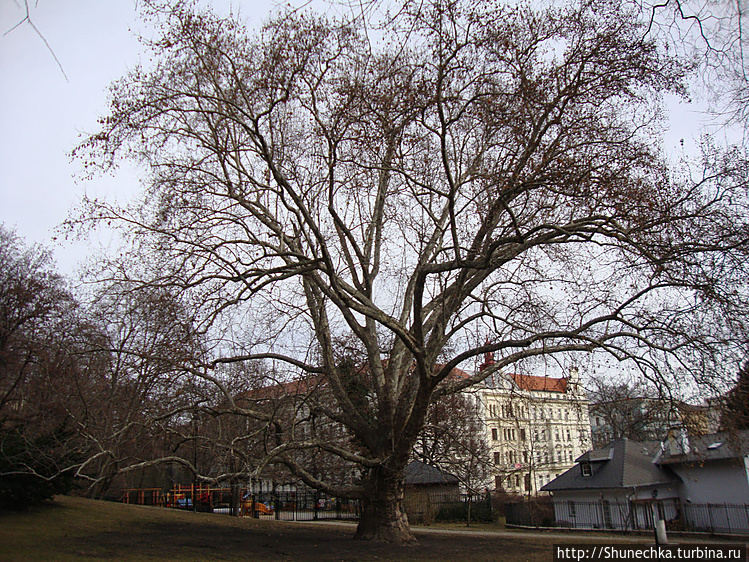 Старый платан