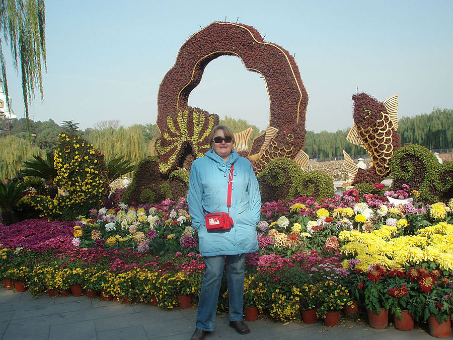 Хризантема — цветок Китая Пекин, Китай