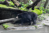 И конечно, какой же зоопарк без хищников. Это Малайский медведь (бируанг), самый маленький, но в тоже время самый агрессивный представитель медвежьего семейства. Его еще часто называют солнечным медведем из-за полукруглого пятна на груди, напоминающего восходящее солнце.