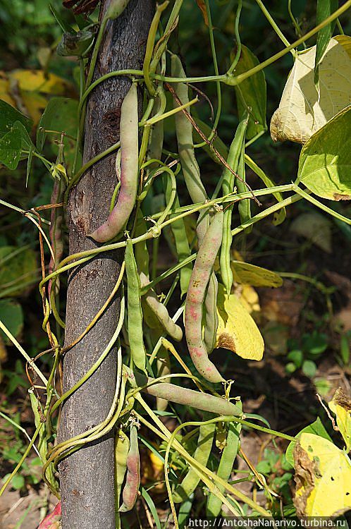 Фасоль Фасоль