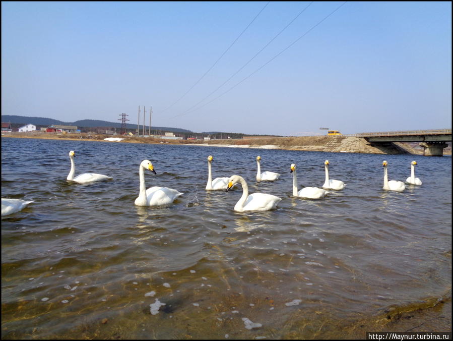 Пусть летят по небу лебеди... Южно-Сахалинск, Россия Пусть летят по небу лебеди... Южно-Сахалинск, Россия