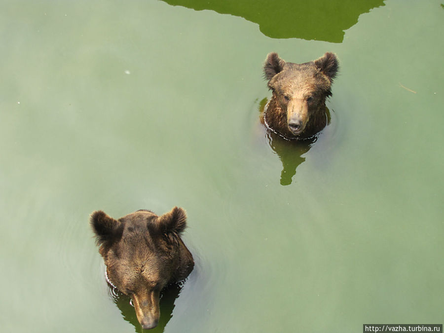 Зоопарк Гуанджоу.Продолжение знакомства. Гуанчжоу, Китай Зоопарк Гуанджоу.Продолжение знакомства. Гуанчжоу, Китай