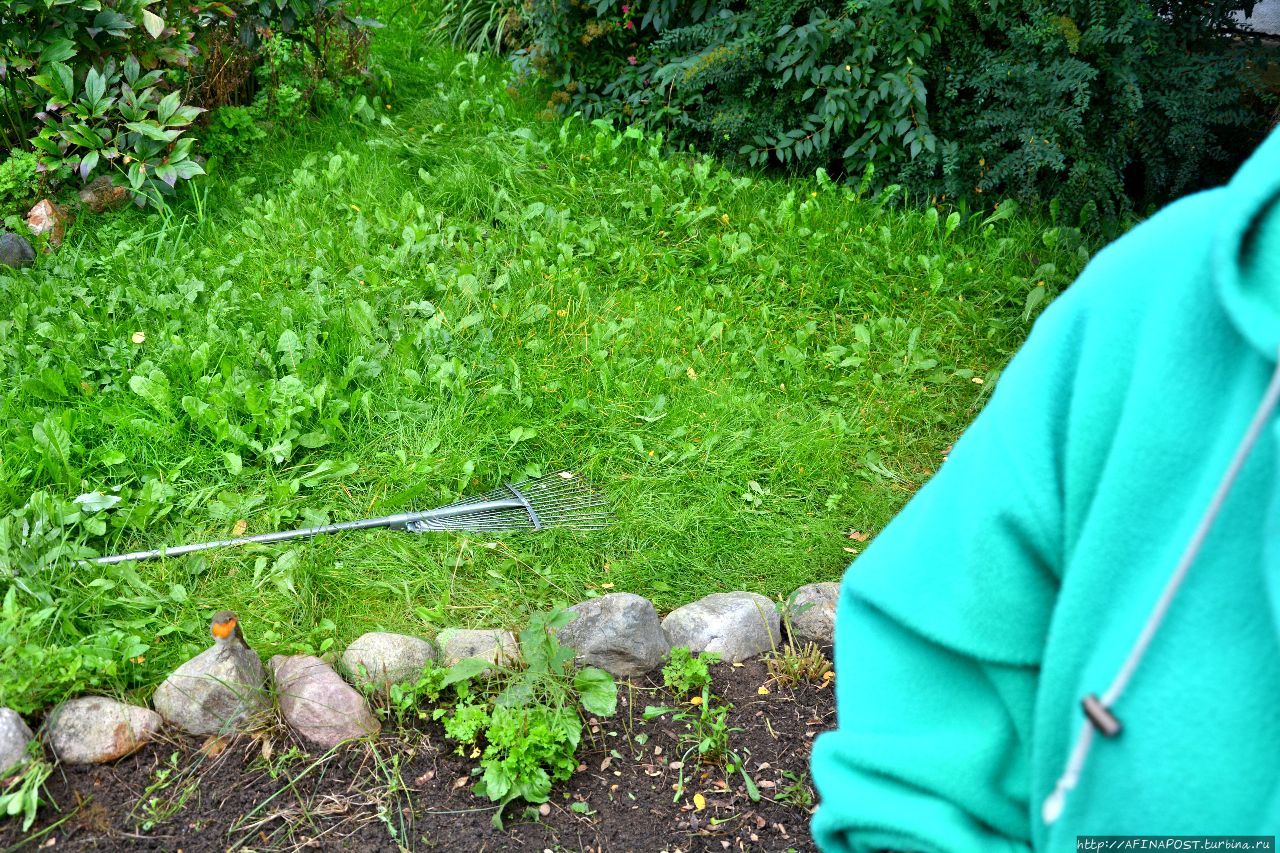 Осень. Зарянка. Родственные души Москва и Московская область, Россия Осень. Зарянка. Родственные души Москва и Московская область, Россия