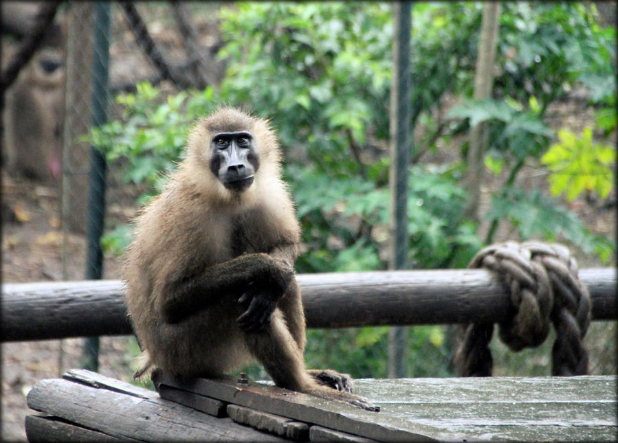 Самая красивая обезьяна Лимбе, Камерун