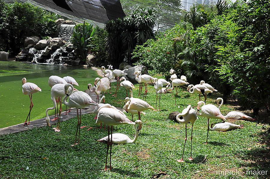 Фламинго. Примечательно, что даже, казалось бы, в таких дружных условиях, наблюдается четкое группирование птиц по видам. Куала-Лумпур, Малайзия