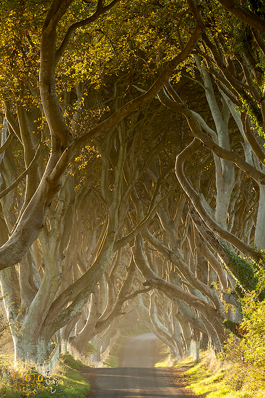 Темная изгородь Темная изгородь