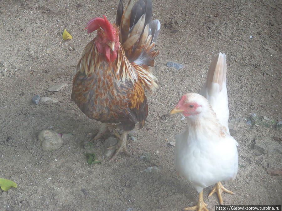 Самут-Пракан. Зоопарк Самут-Пракан, Таиланд Самут-Пракан. Зоопарк Самут-Пракан, Таиланд