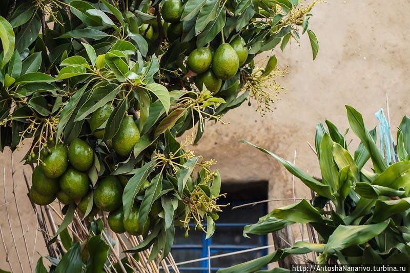 Авокадо. Гиконгоро, Руанда