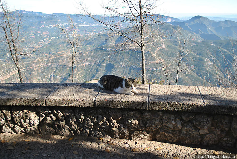 Кот из Монтсеррата Монастырь Монтсеррат, Испания