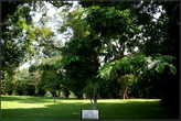 Мемориальные   деревья.  На  переднем  плане —  деревце  с  табличкой.  Это  дерево  посадил  Ю. Гагарин. Прошло  много  лет,  а  деревце  поражает  своим  квелым  видом —  оно  перестало,  по  непонятным  причинам,  расти  после  гибели   космонавта.

Среди  мемориальных  деревьев  растет  железное  дерево,посаженное  в  1891г  Николаем  Вторым.