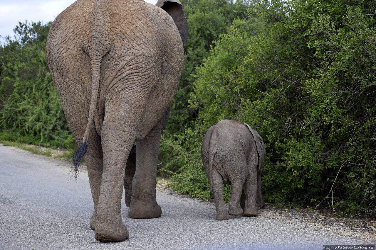 Слон здесь главный! Эддо Элефант Национальный Парк, ЮАР