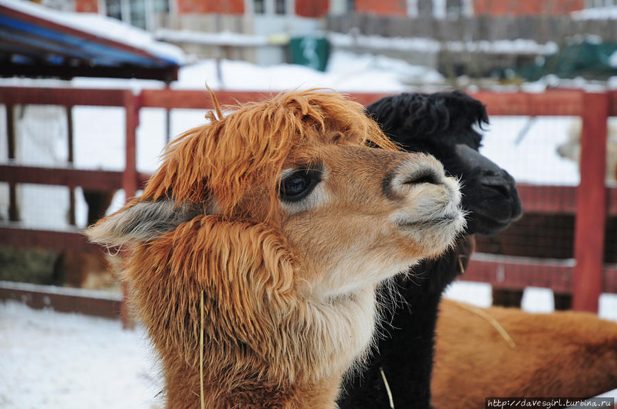 Российские альпаки Москва, Россия Российские альпаки Москва, Россия