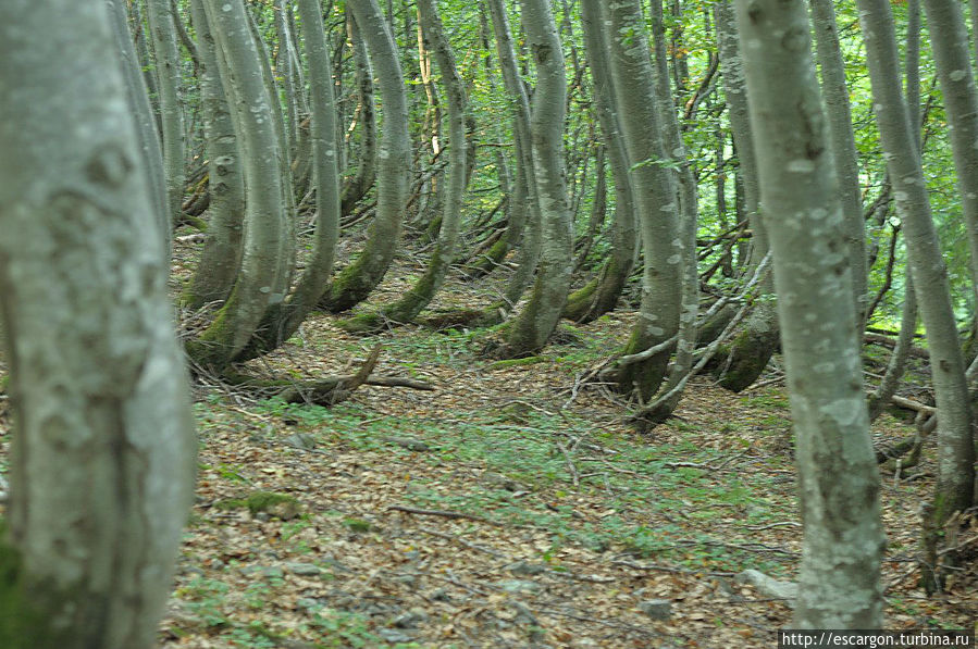 Буковый лес. 
by Константин Волнягин (http://vk.com/volnyagin) Ивано-Франковская область, Украина
