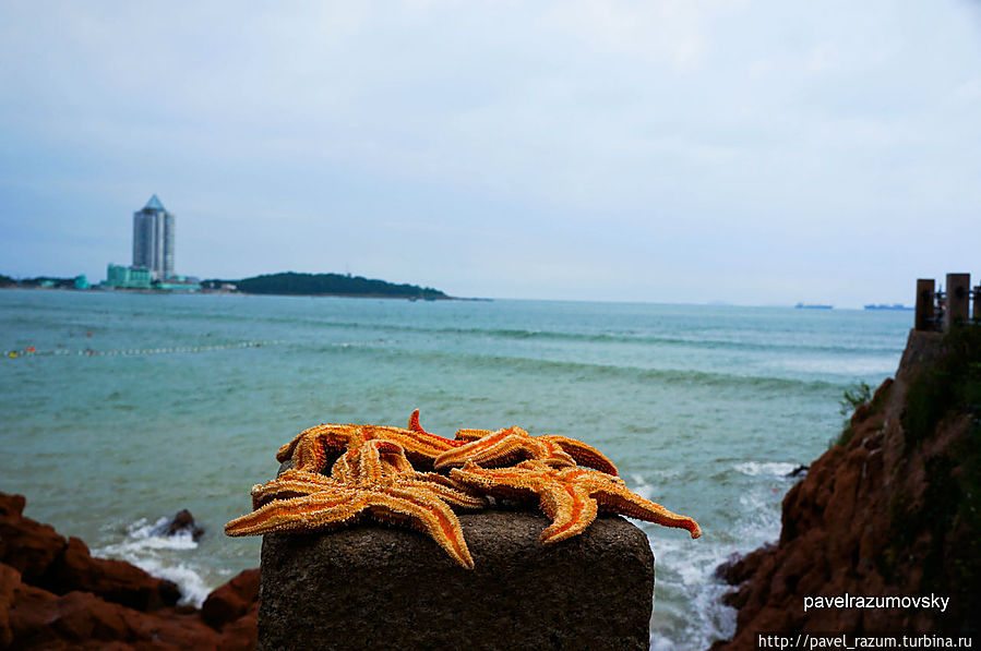 Морские звёзды Циндао, Китай