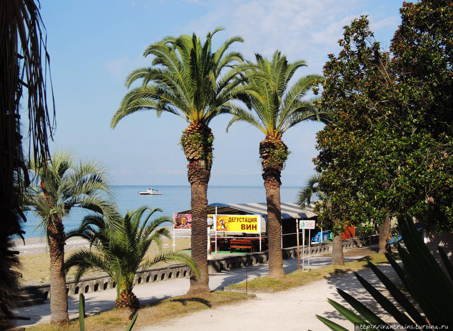 Пальмы на набережной Гагры. Гагра, Абхазия