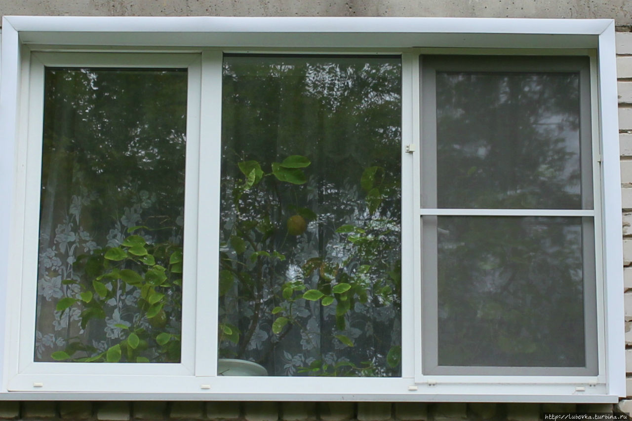 Павловские лимоны на окнах горожан. Павлово, Россия
